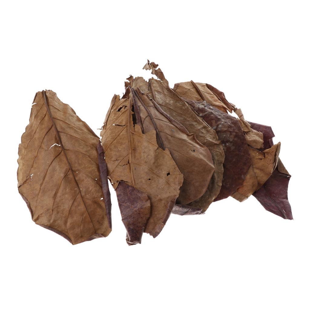 Fish Aquariums Indian Almond L - Betta Fish Tank ulasan dan harga