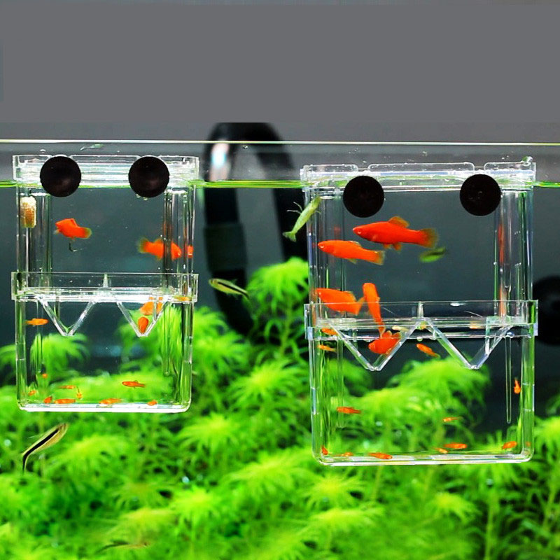 Peacock Fish Breeding Isolatio - Betta Fish Tank ulasan dan harga